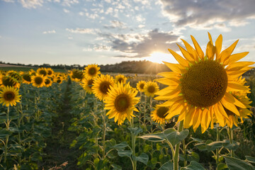 Fototapeta premium Close up of a blooming sunflower in field glowing in warm golden sunset backlight.