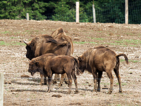 Bisons d&rsquo;Europe (Bos bonasus) dans un enclos de parc animalier