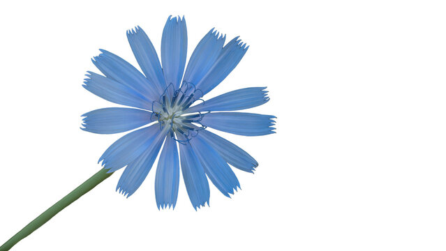 Chicory flower blooming with transparent background