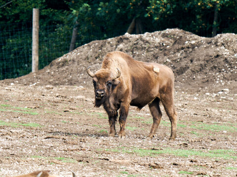 Bisons d&rsquo;Europe (Bos bonasus) dans un enclos de parc animalier