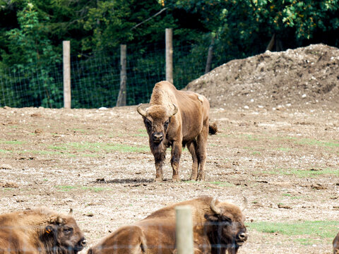Bisons d&rsquo;Europe (Bos bonasus) dans un enclos de parc animalier