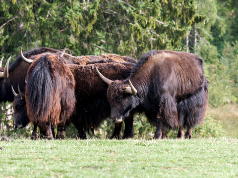 Yaks (Bos grunniens) dans une prairie de montagne, grands bovid&eacute;s &agrave; long pelage