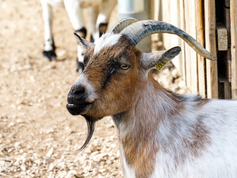 Portrait de ch&egrave;vre naine domestique (Capra hircus) aux longues cornes dans un parc animalier