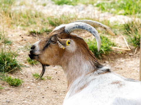 Portrait de ch&egrave;vre naine domestique (Capra hircus) aux longues cornes dans un parc animalier