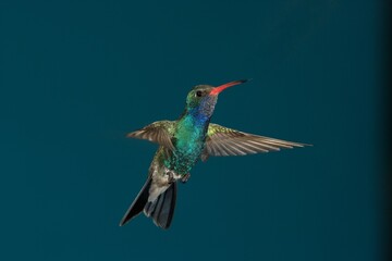 Fototapeta premium Broad-billed hummingbird in flight
