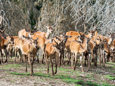 Harde de cerfs &eacute;laphes (Cervus elaphus) regroup&eacute;e dans un environnement forestier