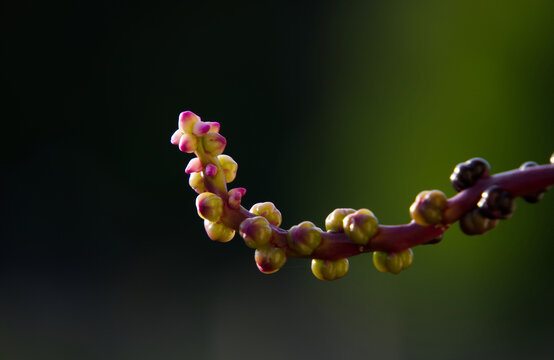Close-Up of Malabar Spinach Flower Buds on Stem