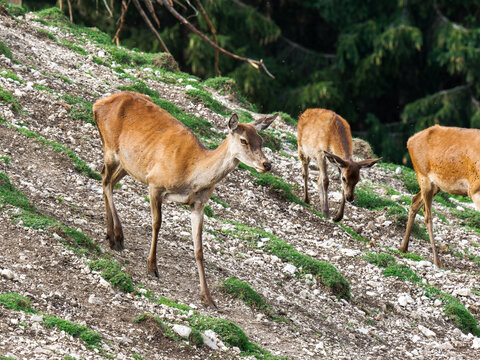 Harde de cerfs &eacute;laphes (Cervus elaphus) regroup&eacute;e dans un environnement forestier