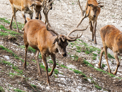 Harde de cerfs &eacute;laphes (Cervus elaphus) regroup&eacute;e dans un environnement forestier