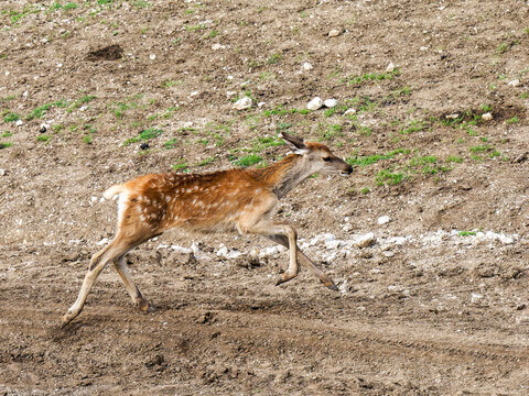 Tr&egrave;s jeune faon de cerf &eacute;laphe (Cervus elaphus) courant dans un parc animalier