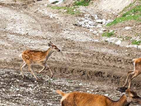 Tr&egrave;s jeune faon de cerf &eacute;laphe (Cervus elaphus) courant dans un parc animalier