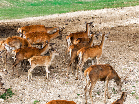 Harde de cerfs &eacute;laphes (Cervus elaphus) regroup&eacute;e dans un environnement forestier