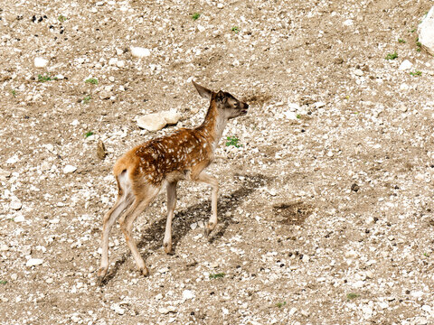 Tr&egrave;s jeune faon de cerf &eacute;laphe (Cervus elaphus) courant dans un parc animalier