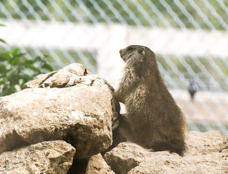 Marmotte des Alpes (Marmota marmota) dress&eacute;e sur des rochers dans un parc animalier