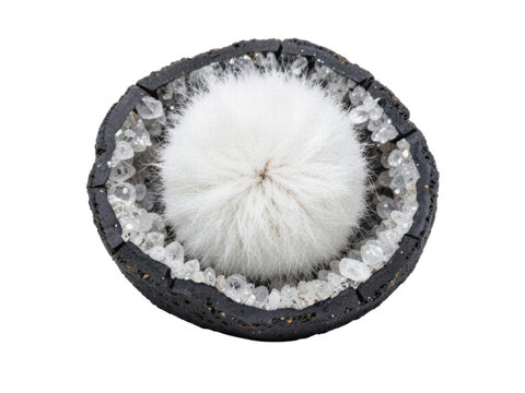 x-default Rare White Okenite Cotton Puff Mineral Specimen Isolated on Pure White Background