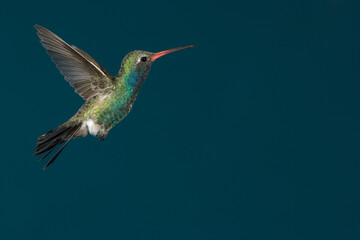 Fototapeta premium Broad-billed hummingbird in flight