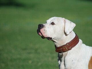 White American bulldog in a profile portrait © feeferlump
