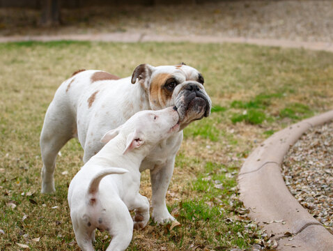 Bull terrier puppy biting the face of a bulldog