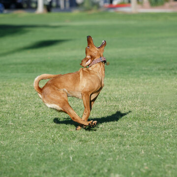 Red colored Labrador retriever looking up to catch a toy