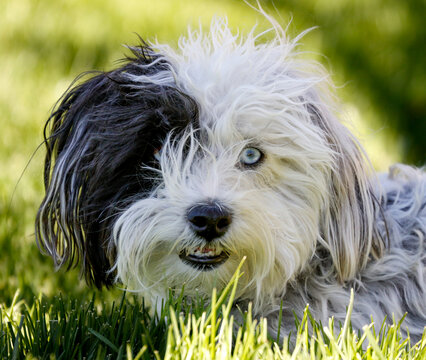 Close up of a black and white mixed breed dog