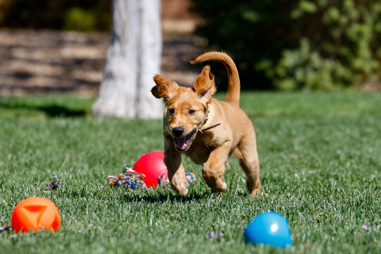 Golden Retriever puppy playing with toys