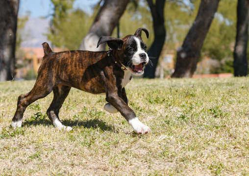 Boxer puppy running in the grass at the park
