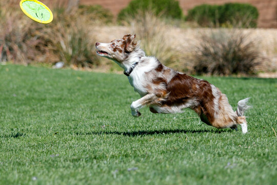 Border collie about to leap in the air to grab a disk