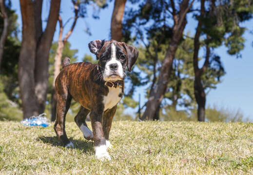 Brindle boxer puppy with her ear flipped