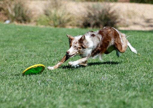 Red and white merle border collie about to grab a disk