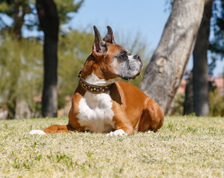 Senior boxer dog in the grass posing for a portrait