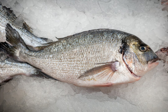 High angle perspective of a single whole fresh dorado sea bream resting perfectly on a pristine white layer of crushed ice at a traditional local seafood market stall ready for purchase.