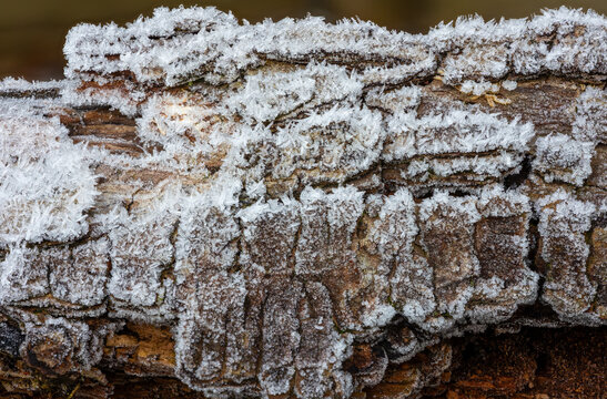 Morning hoar frost crystals on rough tree bark close-up