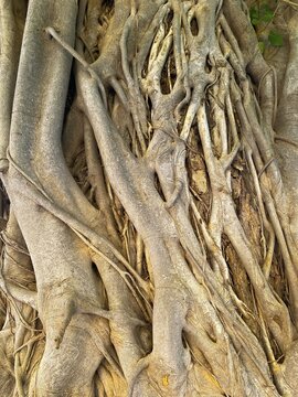 A Banyan tree trunk has interwoven details. This grey background is naturally unique in Cambodia. 