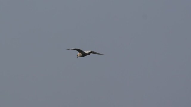 Gull Banking Into Right Turn in Flight Over Nuuk Greenland
