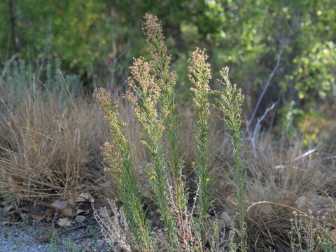 Canadian Horseweed (Erigeron canadensis) in Late Summer Sunlight in Colorado