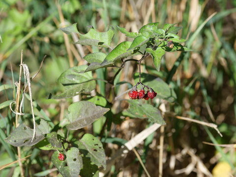 Red Berries of Bittersweet Nightshade (Solanum dulcamara) in Colorado