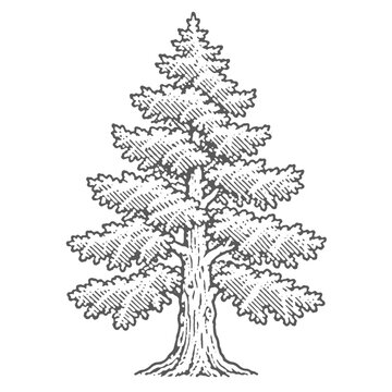 Vintage engraving of a tall pine tree with detailed branches and trunk