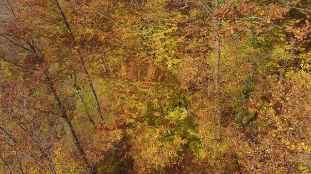 AERIAL, CLOSE UP: Warm autumn colours fill lush hillside forest in Dolenjska, Slovenia. Treetops and leaves form a rich texture of golden, orange and yellow tones. Peaceful and vibrant fall scenery.