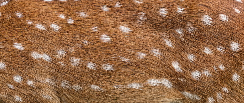Brown deer fur texture with white spots. Close up of fawn hair pattern. Spotted animal skin background