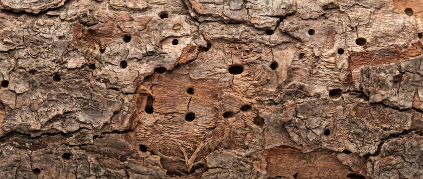 Tree bark beetle hole texture. Damaged pine wood log surface