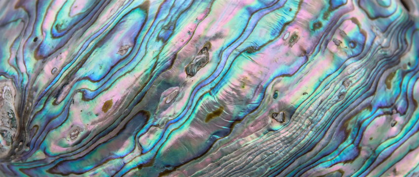Iridescent abalone shell macro texture. Colorful mother of pearl background pattern