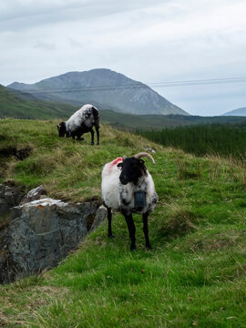 Shorn wool sheep graze on grassy hills under cloudy skies. Rocky terrain slopes upward toward distant green mountains. Scene feels calm and natural, perfect for nature, travel industry