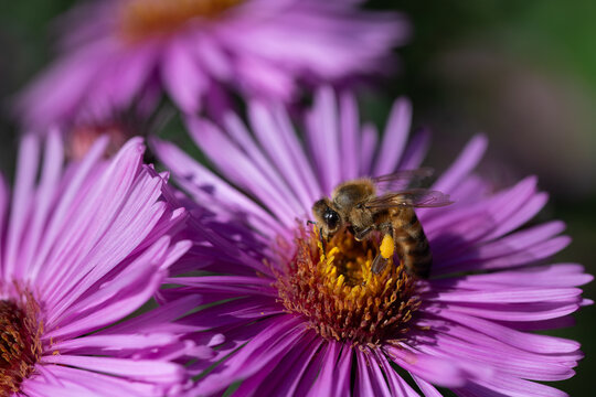 A small honeybee is perched on a purple aster, searching for pollen.