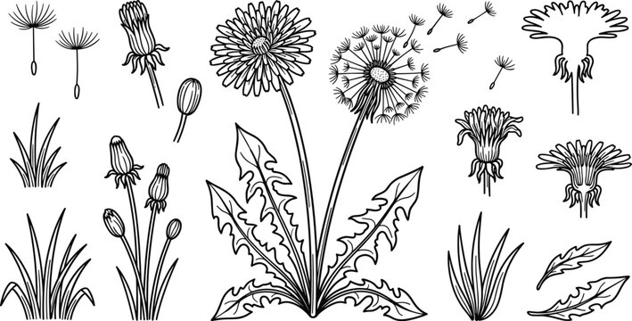 Hand Drawn Dandelion Flower and Elements Set with Flying Seeds Leaves and Grass Clipart for Botanical Background Patterns and Organic Silhouette Graphic Designs