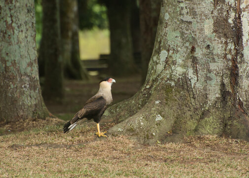 Imagem de p&aacute;ssaro na floresta