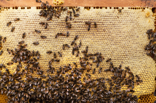 Bees close honey in combs. 
For long-term storage, honey bees are closed in combs.