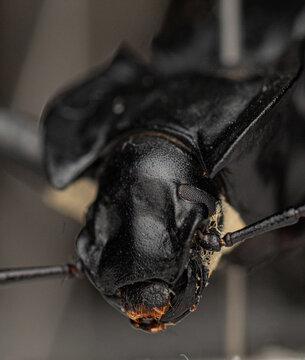 Macro Frontal Portrait of Pinned Carabus Ground Beetle Specimen Prepared for Taxonomy