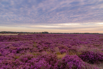 Obraz premium Nature landscape, Flowering Calluna vulgaris (heide, ling, or simply heather) Purple flowers field with sunrise light, Balloerveld is a hamlet in the municipality of Aa en Hunze, Drenthe, Netherlands.