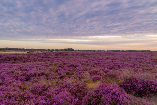 Nature landscape, Flowering Calluna vulgaris (heide, ling, or simply heather) Purple flowers field with sunrise light, Balloerveld is a hamlet in the municipality of Aa en Hunze, Drenthe, Netherlands.