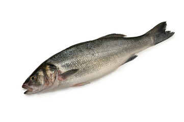 Fototapeta premium Commercial stock photo of a single whole fresh raw sea bass fish isolated on white